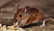 24 Hour & Emergency Exterminators in Monrovia, CA